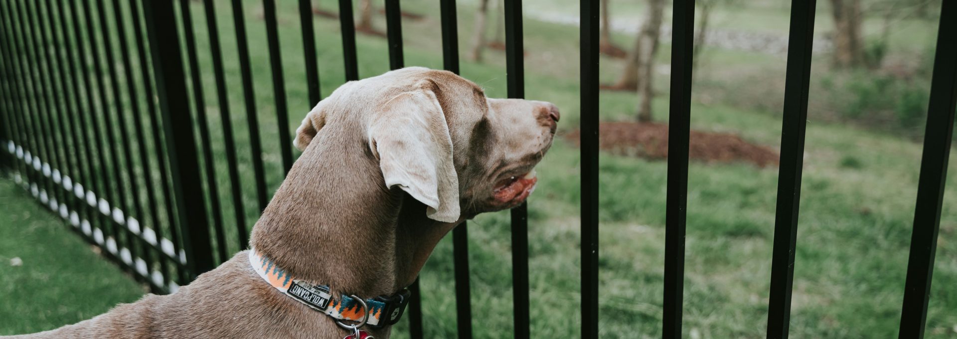 brown short coated dog on black steel fence