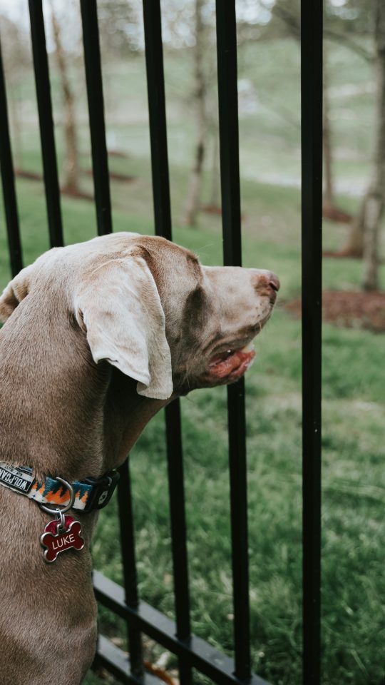 brown short coated dog on black steel fence